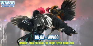 Đá Gà WW88 – Kênh Cá Cược Đá Gà Trực Tuyến Uy Tín Nhất Hiện Nay