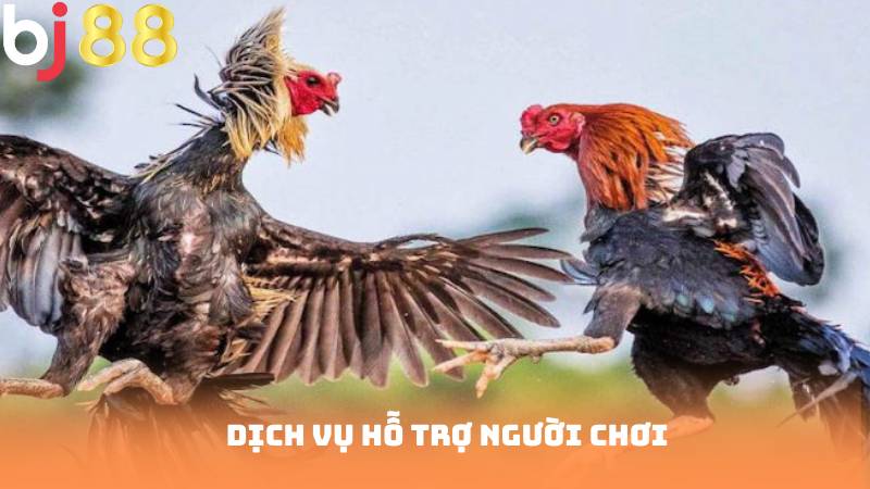 Dịch vụ hỗ trợ người chơi