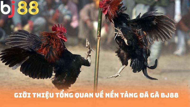 Giới Thiệu Tổng Quan Về Nền Tảng Đá Gà Bj88