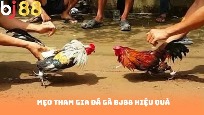 Mẹo Tham Gia Đá Gà Bj88 Hiệu Quả