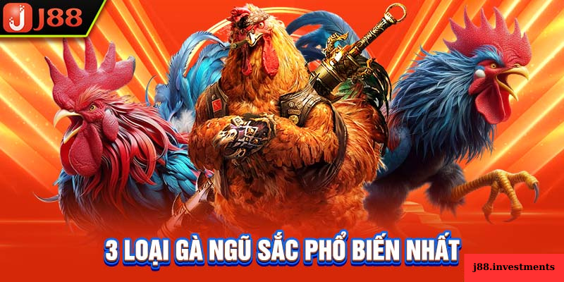 Gà Ngũ Sắc – Thần Kê Quyền Lực Được Săn Lùng Nhất Hiện Nay